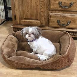 Ella - Shih Tzu