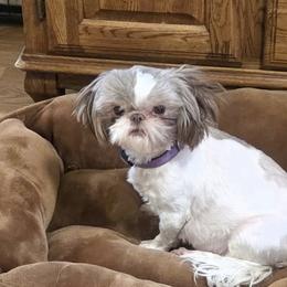Ella - Shih Tzu