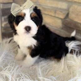 Bernedoodle, Cavapoo, and Goldendoodle Puppies from Blackberry Farm Puppies