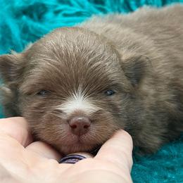 Fields - Chocolate male Pomeranian puppy in Franklin, North Carolina from A&J Cutie Pawtooties