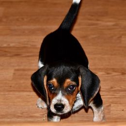 Russell Terrier, Jack Russell Terrier, and Beagle Puppies from Mountain Top
