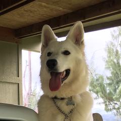 Hina - Berger Blanc Suisse