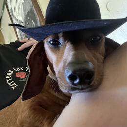 Pete - Dachshund