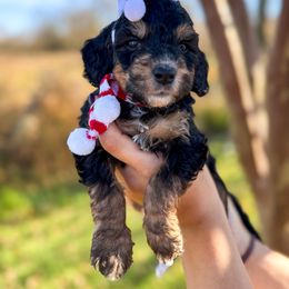 Converse - Tri-color male Bernedoodle puppy in Rose Hill, North Carolina from Red Door Canines