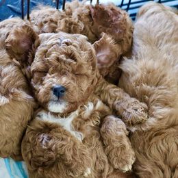 Cavapoo, Goldendoodle, and Poodle Puppies from Pitter Patter Puppies