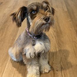 Violet - Miniature Schnauzer