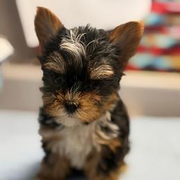 Doc - Black & tan tri-color male Morkie puppy in Florence, Kentucky from 4paws4ever by Design