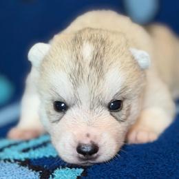 Artemis - Gray and white female Siberian Husky puppy in Amery, Wisconsin from Sovereign Siberians