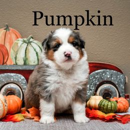 Miniature American Shepherd Puppies from Fergie's Mini American Shepherds