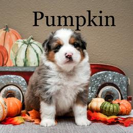 Miniature American Shepherd Puppies from Fergie's Mini American Shepherds