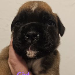 Purple - Fawn female Boxer puppy in Johnson City, Tennessee from Seven Kingdom Boxers