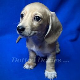 Ophelia - Cream female Dachshund puppy in Havana, Florida from Dotted Doxies