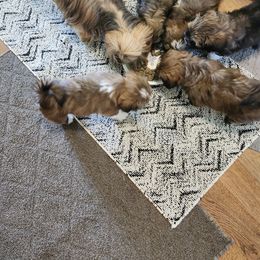 Lhasa Apso Puppies from Linda Richter