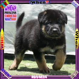 WHEN - Black and tan female German Shepherd puppy in Murrieta, California from Diamond Oaks German Shepherds