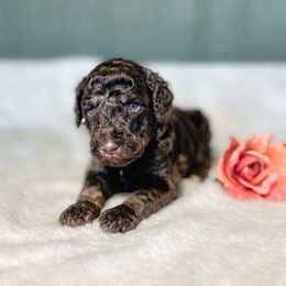 Juniper - Phantom female Goldendoodle puppy in Osage City, Kansas from Golden Ridge Goldens