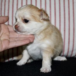 Bianca - Cream and white female Chihuahua puppy in Burleson, Texas from Luxe Paradise House of Chi