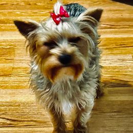 Emmy - Yorkshire Terrier