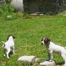 German Shorthaired Pointer Puppies from Tr7 Piney  Creek