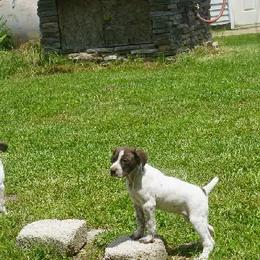 German Shorthaired Pointer Puppies from Tr7 Piney  Creek