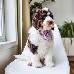 Tumnus - Brown and white male Bernedoodle puppy in Gaylord, Michigan from Dog Mom Co. Doodles