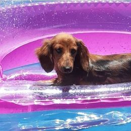 ReeseCup - Dachshund