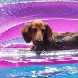 ReeseCup - Dachshund