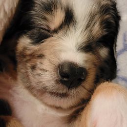 Australian Shepherd Puppies from Summit Australian Shepherds