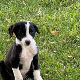 Boy 459 - Black and white male Border Collie puppy in Temecula, California from West Coast Border Collies