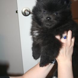 Pomeranian Puppies from Pitter Patter Pomeranian Palace