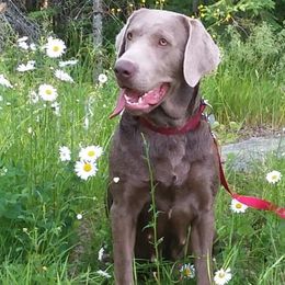 Rose - Labrador Retriever