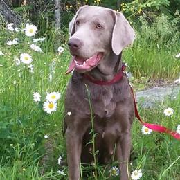 Rose - Labrador Retriever