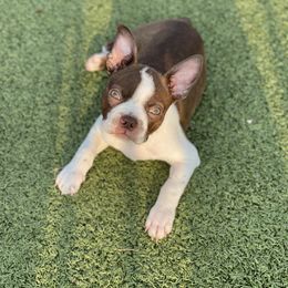 Boston Terrier and French Bulldog Puppies from Pickarts Pups Frenchton and Boston Terrier