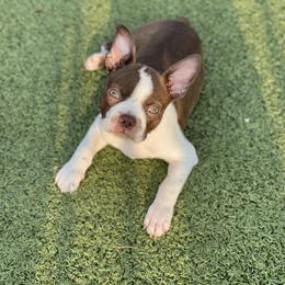 Boston Terrier and French Bulldog Puppies from Pickarts Pups Frenchton and Boston Terrier