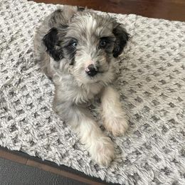Aussiedoodle Puppies from S & L Oodles of Doodles