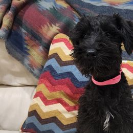 Miniature Schnauzers and Schnoodles from KK Schnauzers