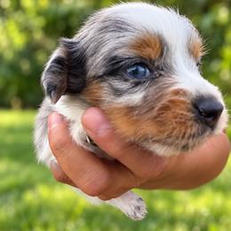 Lily - Dapple female Dachshund puppy in Jarales, New Mexico from Poker Paws Dachshunds