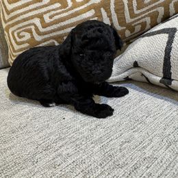 Dolly - Blue female Poodle puppy in Queen Creek, Arizona from Prestigious Toy Poodles