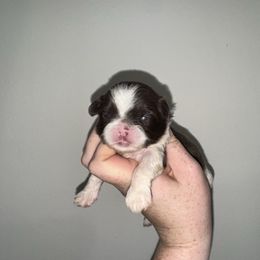 Boy 4 - Liver and white male Shih Tzu puppy in Springfield, Missouri from Lopez Family Tails