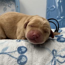 Black - Yellow male Labrador Retriever puppy in Heath Springs, South Carolina from Rich Hill Retrievers