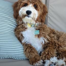 Goldendoodle Puppies from KZ Doodles