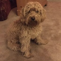 Cockapoos and Saint Berdoodles from Doodleloveforever