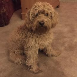 Cockapoos and Saint Berdoodles from Doodleloveforever