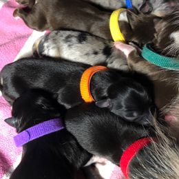 Miniature Australian Shepherd Puppies from Ace’s Mini Aussies