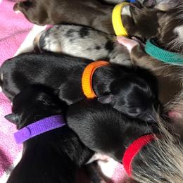 Miniature Australian Shepherd Puppies from Ace’s Mini Aussies