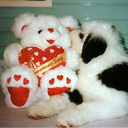 Old English Sheepdog Puppies from Bizzeeboots OES