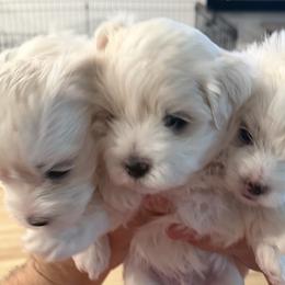 Maltese Puppies from Max & Pearl The Ocala Maltese Family