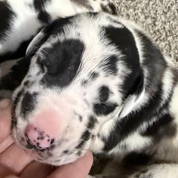 Harl 3 - Harlequin female Great Dane puppy in Ottumwa, Iowa from Robin's Great Danes