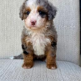 Merida - Blue merle female Bernedoodle puppy in Owasso, Oklahoma from Kallams Bernedoodles & Bernese Mountain Dogs