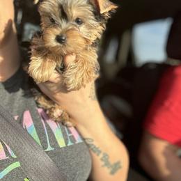 Yorkshire Terrier Puppies from Kruz Kennels