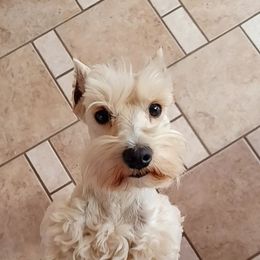 Blossom - Miniature Schnauzer